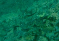 Ophioblennius steindachneri