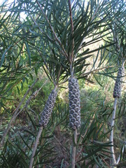 Melaleuca linearis linearis
