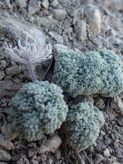 Oreonana vestita