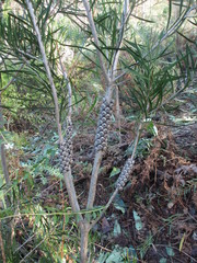 Melaleuca linearis linearis