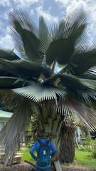 Copernicia fallaensis