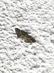 Gymnoscelis rufifasciata