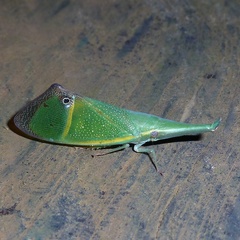 Odontoptera carrenoi