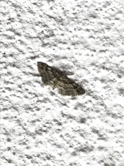 Gymnoscelis rufifasciata