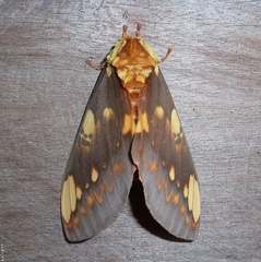 Citheronia hamifera