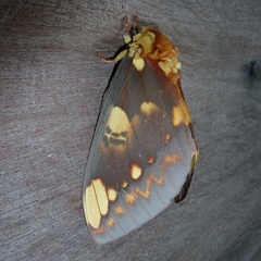 Citheronia hamifera