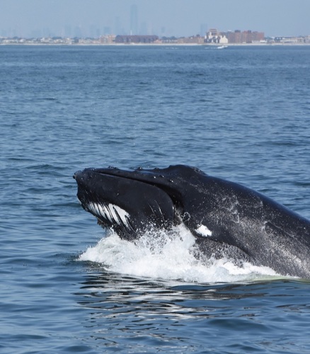 Humpback Whale photographed in New Jersey
