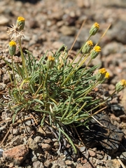 Erigeron bloomeri
