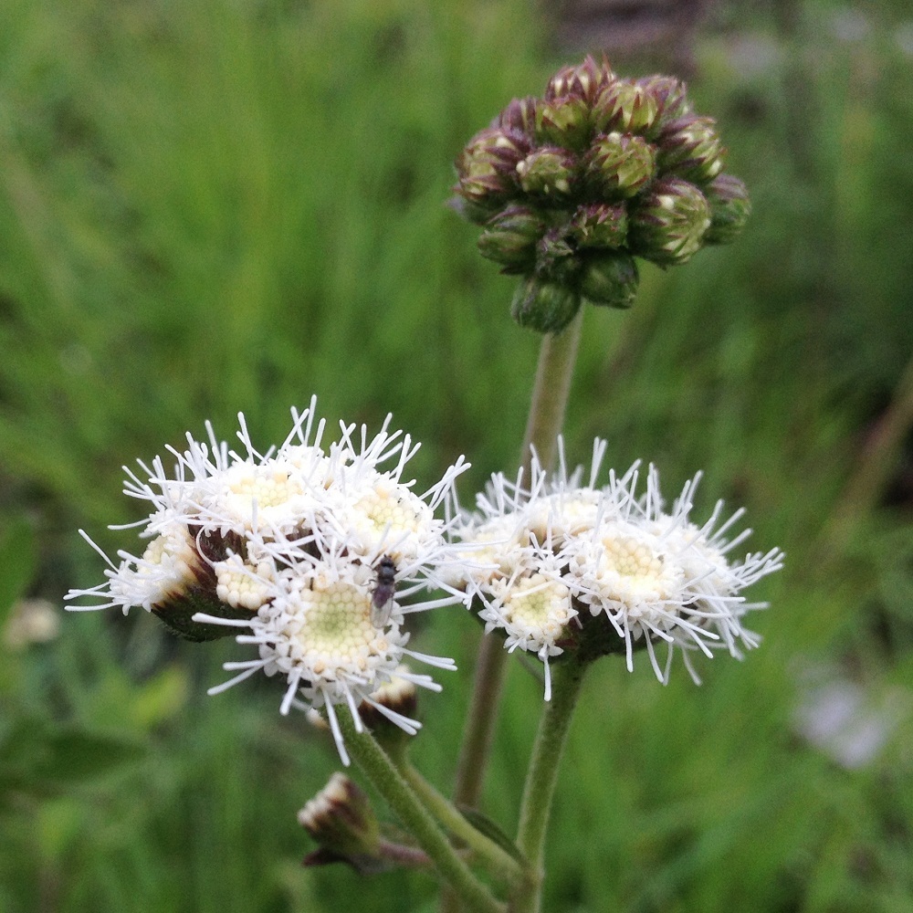 Flat-top Whiteweed