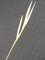 Hesperostipa curtiseta