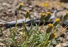 Erigeron bloomeri
