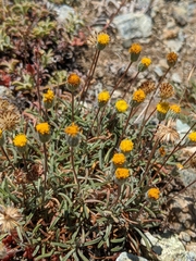 Erigeron bloomeri