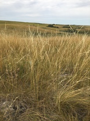 Hesperostipa curtiseta