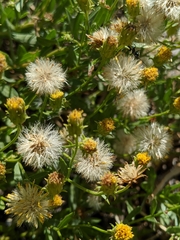 Erigeron inornatus