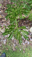 Vachellia choriophylla