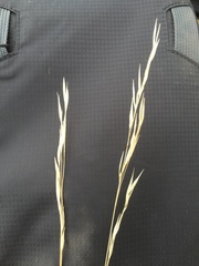 Hesperostipa curtiseta