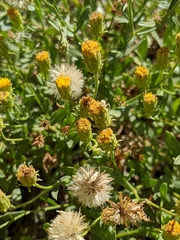 Erigeron inornatus