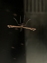 Amblyptilia acanthadactyla