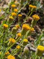 Erigeron inornatus