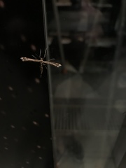 Amblyptilia acanthadactyla