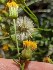 Erigeron inornatus
