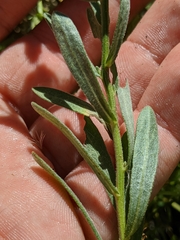 Erigeron inornatus