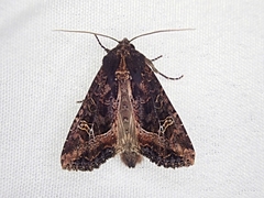Helotropha