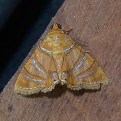 Eulepidotis corrina