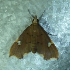 Deuterophysa
