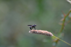 Trichopoda lanipes