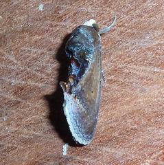 Gonodonta latimacula