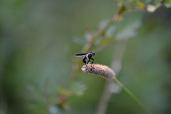 Trichopoda lanipes