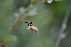 Trichopoda lanipes