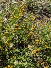 Erigeron inornatus