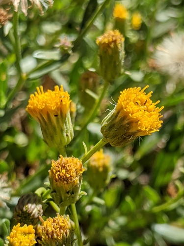 Image of Erigeron inornatus by no rights reserved
