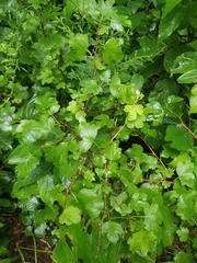 Ribes hirtellum
