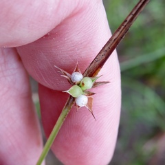 Scleria muehlenbergii