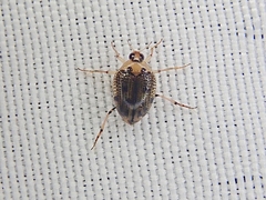 Peltodytes edentulus