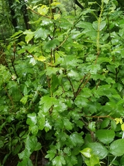 Ribes hirtellum