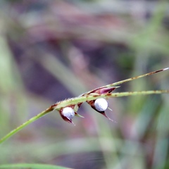 Scleria muehlenbergii