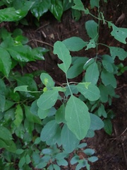 Porophyllum punctatum