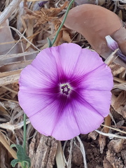 Convolvulus