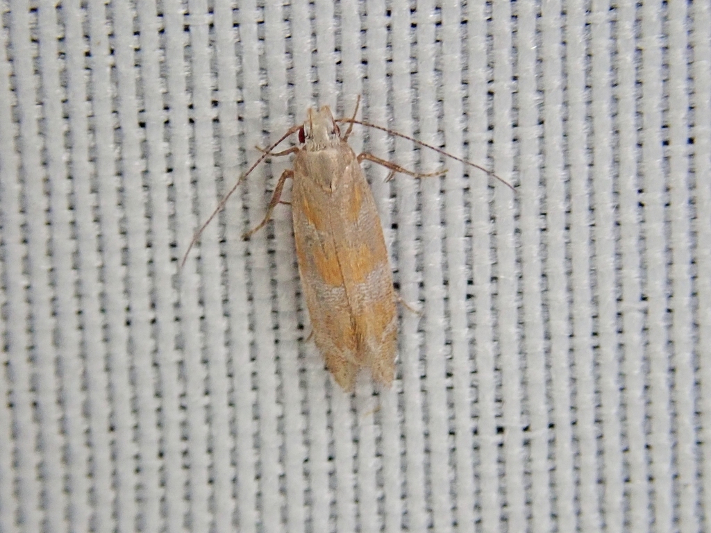 Orange Stripe-backed Moth from Fallingbrook, Ottawa, ON K4A, Canada on ...