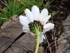 Leucanthemum halleri
