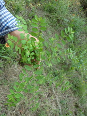 Phyllanthus caroliniensis