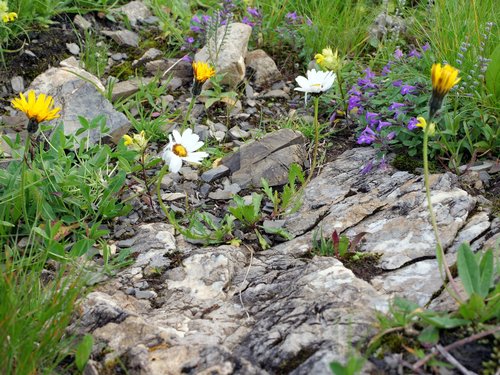 Image of Leucanthemum halleri by (c) Wolfgang Jauch, some rights reserved (CC BY)