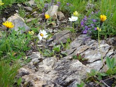 Leucanthemum halleri