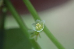 Phyllanthus caroliniensis