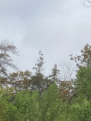 Chamaecyparis thyoides thyoides