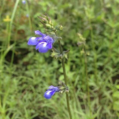 Salvia laevis